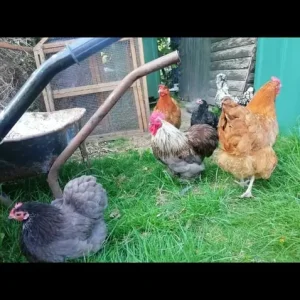 Laying chickens and chicks
