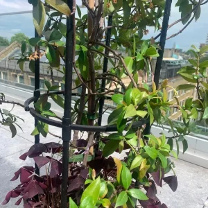 Jasmine outdoor plant with tall plastic pot and frame - Image 2