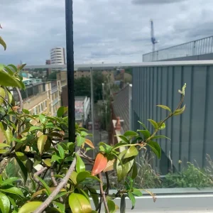 Jasmine outdoor plant with tall plastic pot and frame - Image 3