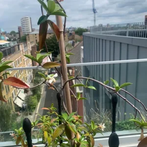 Jasmine outdoor plant with tall plastic pot and frame - Image 4