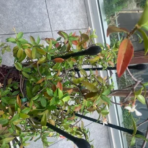 Jasmine outdoor plant with tall plastic pot and frame - Image 5