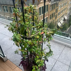 Jasmine outdoor plant with tall plastic pot and frame