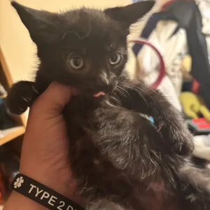 Bengal x Russian Blue kittens - Image 3