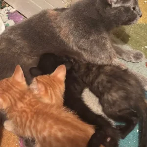 Bengal x Russian Blue kittens - Image 4