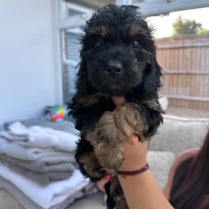 Black & Tan Cockapoo Puppies – Last Two Left - Image 2