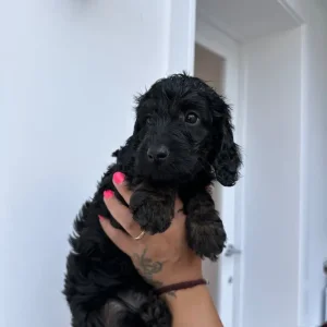 Black & Tan Cockapoo Puppies – Last Two Left - Image 3