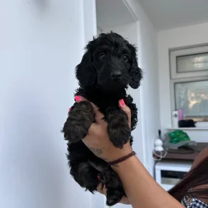 Black & Tan Cockapoo Puppies – Last Two Left - Image 4