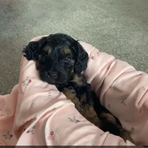 Black & Tan Cockapoo Puppies – Last Two Left - Image 6