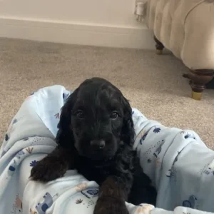 Black & Tan Cockapoo Puppies – Last Two Left - Image 7