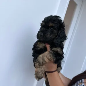 Black & Tan Cockapoo Puppies – Last Two Left