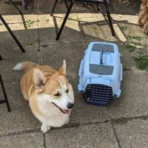 Cat or small dog or small pet (guinea pig, rat, mouse, hamster, gerbil) carrier - Image 3