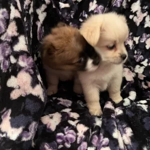 Pomchi x Puppies - Image 2