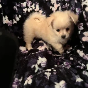 Pomchi x Puppies - Image 3