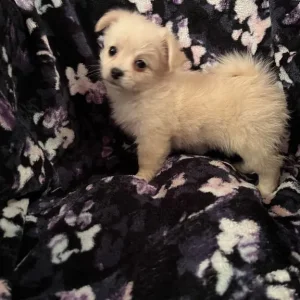 Pomchi x Puppies - Image 4