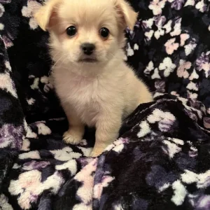 Pomchi x Puppies - Image 5