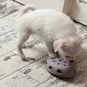 Pomchi x Puppies - Image 6