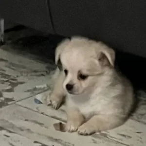 Pomchi x Puppies - Image 7