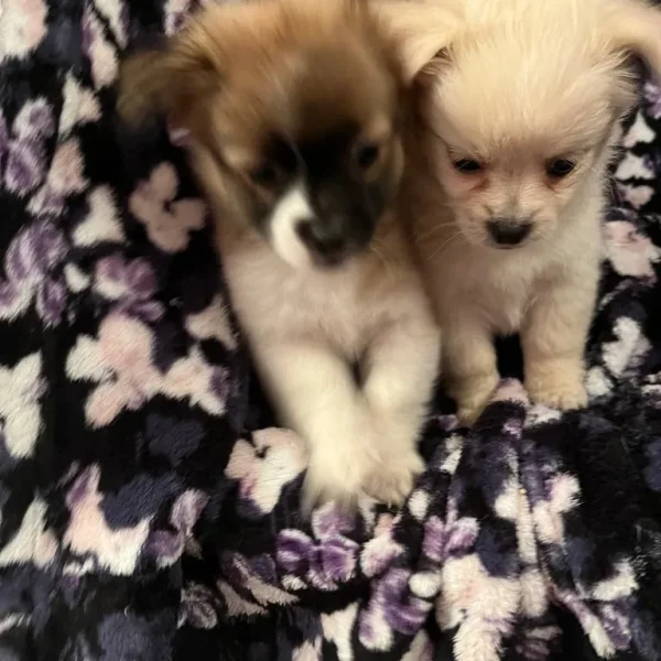 Pomchi x Puppies