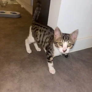 Bengal/calico kitten - Image 2