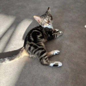 Bengal/calico kitten - Image 3