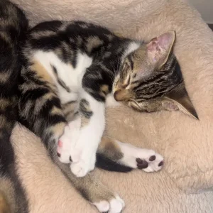 Bengal/calico kitten - Image 4