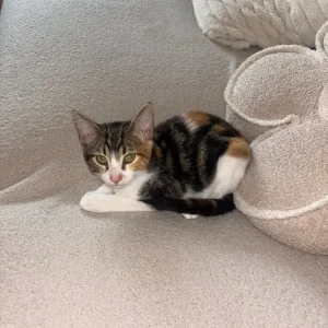 Bengal/calico kitten - Image 5