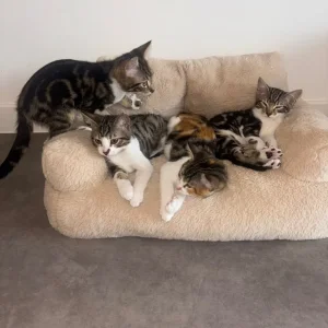Bengal/calico kitten