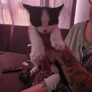 Mixed Maine Coon kitten - Image 2