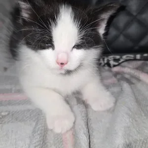 Mixed Maine Coon kitten - Image 3