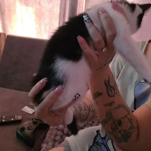 Mixed Maine Coon kitten - Image 4