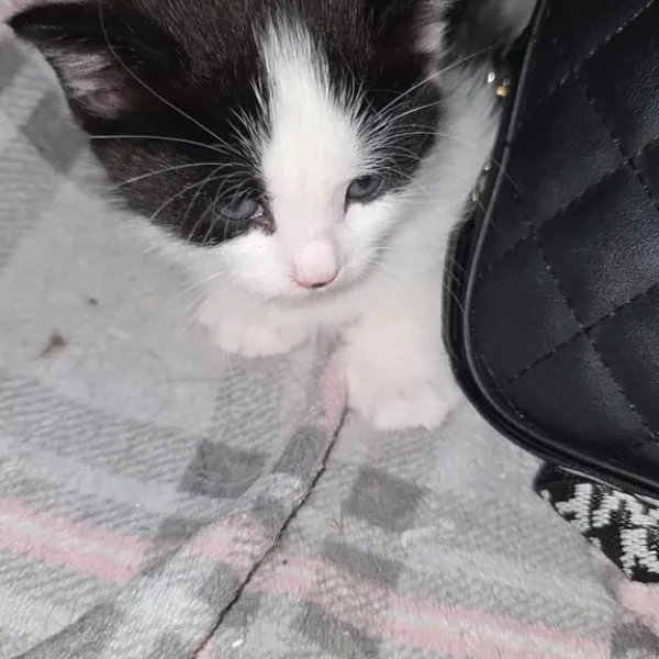 Mixed Maine Coon kitten