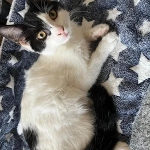 4 litter-trained kittens - Image 2