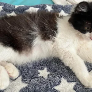 4 litter-trained kittens - Image 3