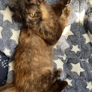 4 litter-trained kittens