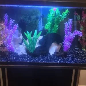 Fish tank with filter