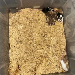 Mouse breeder setup - Image 2