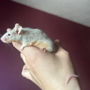 Mouse breeder setup - Image 3