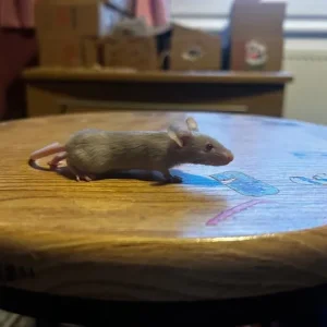 Mouse breeder setup - Image 4