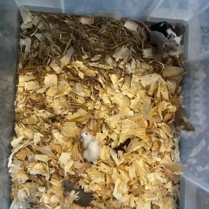 Mouse breeder setup