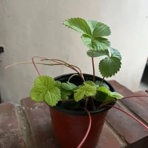Potted Strawberry Plant - Image 2
