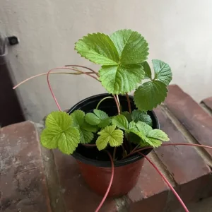 Potted Strawberry Plant - Image 3