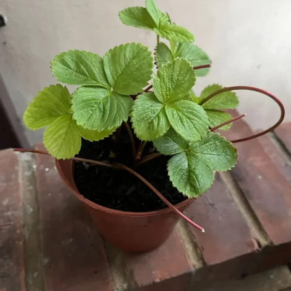 Potted Strawberry Plant