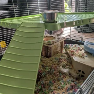 Syrian hamster cage and all the gear - Image 6