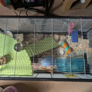 Syrian hamster cage and all the gear