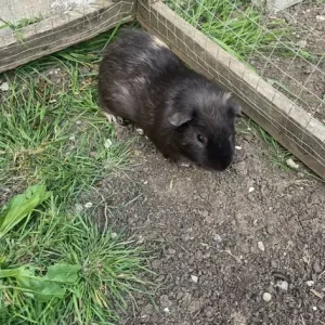 Pair of male guinea pigs - Image 2