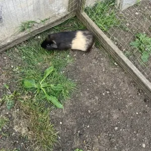 Pair of male guinea pigs - Image 3