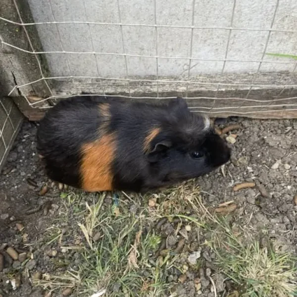 Pair of male guinea pigs