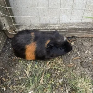 Pair of male guinea pigs