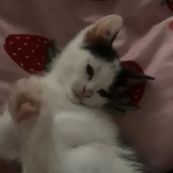 10-week-old litter-trained kitten