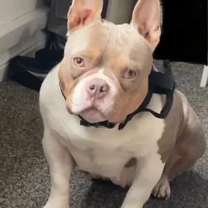 3 pocket bully x french bulldog puppies - Image 2